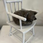 Poes op houten stoel